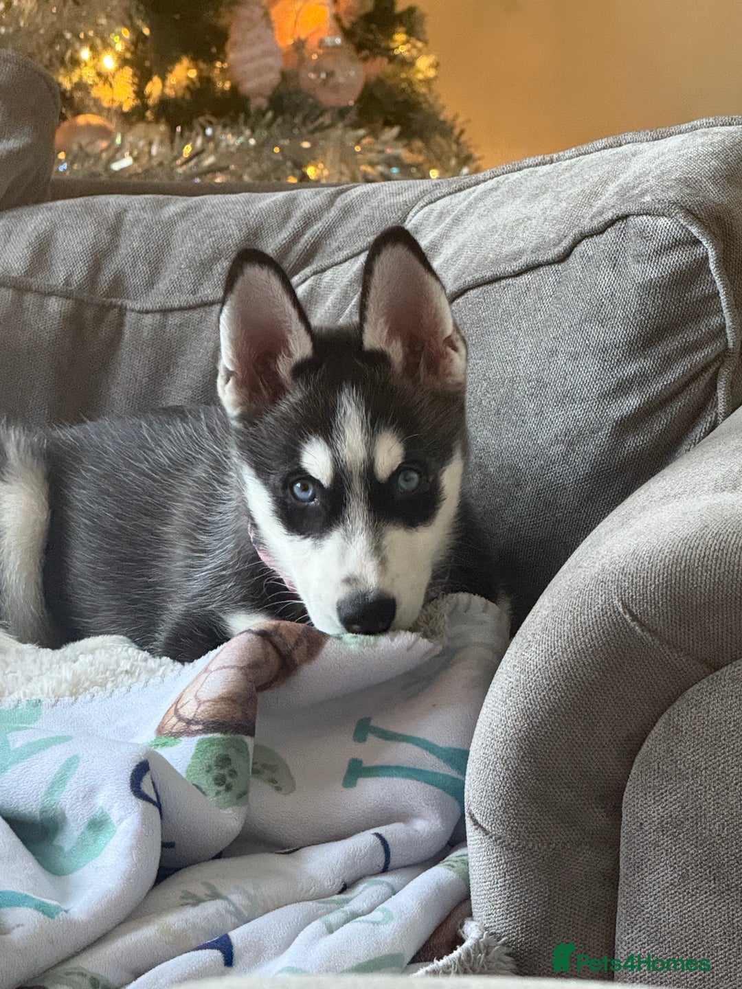 Siberian Husky dogs for sale: Siberian husky  - Advert 3