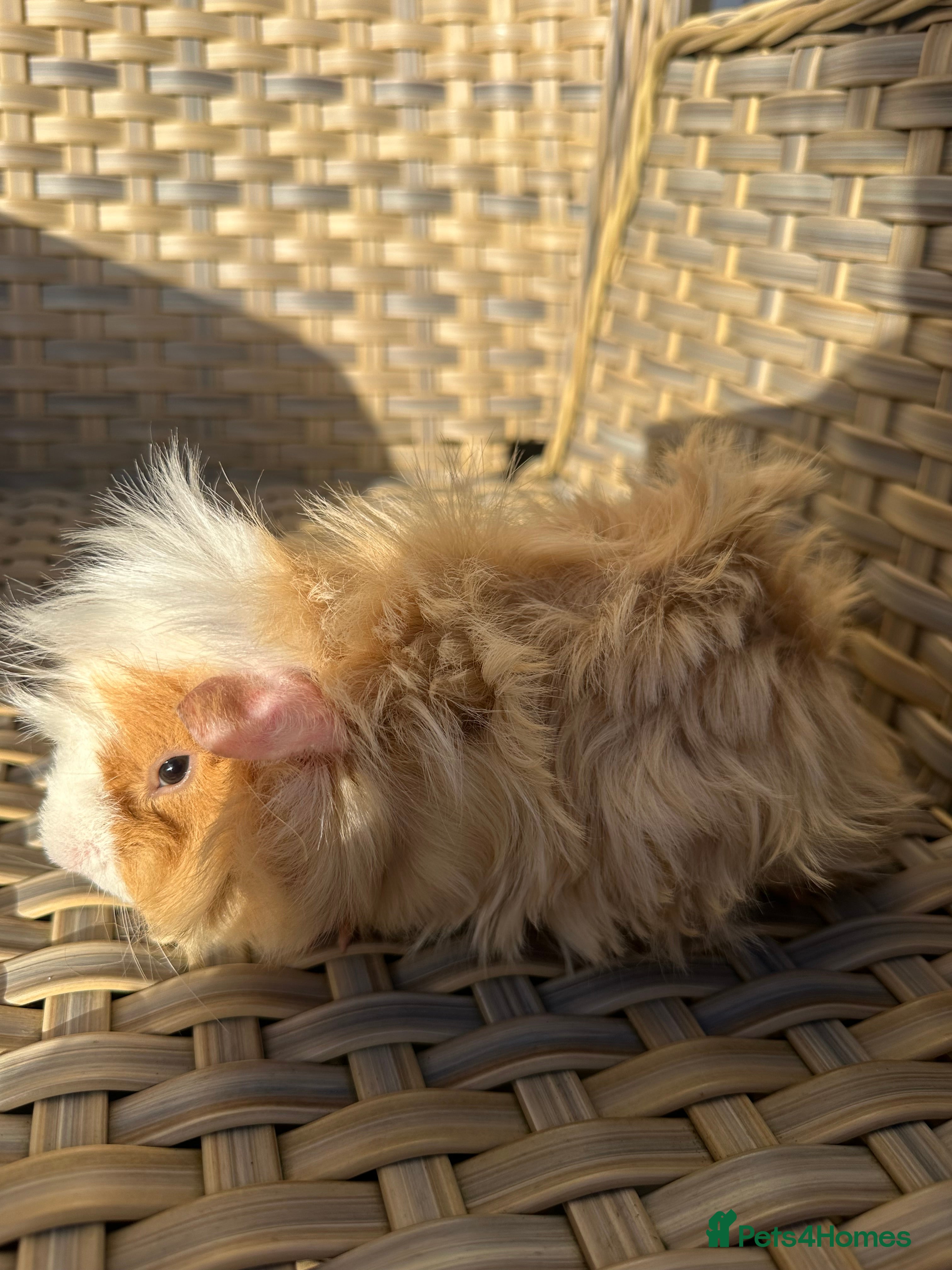 Guinea Pig rodents 1 left Lovely funky haired male guinea pig - Advert 1