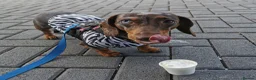 Dachshund dogs for sale: Dachshund girl 4y looking for best loving home - Advert 1