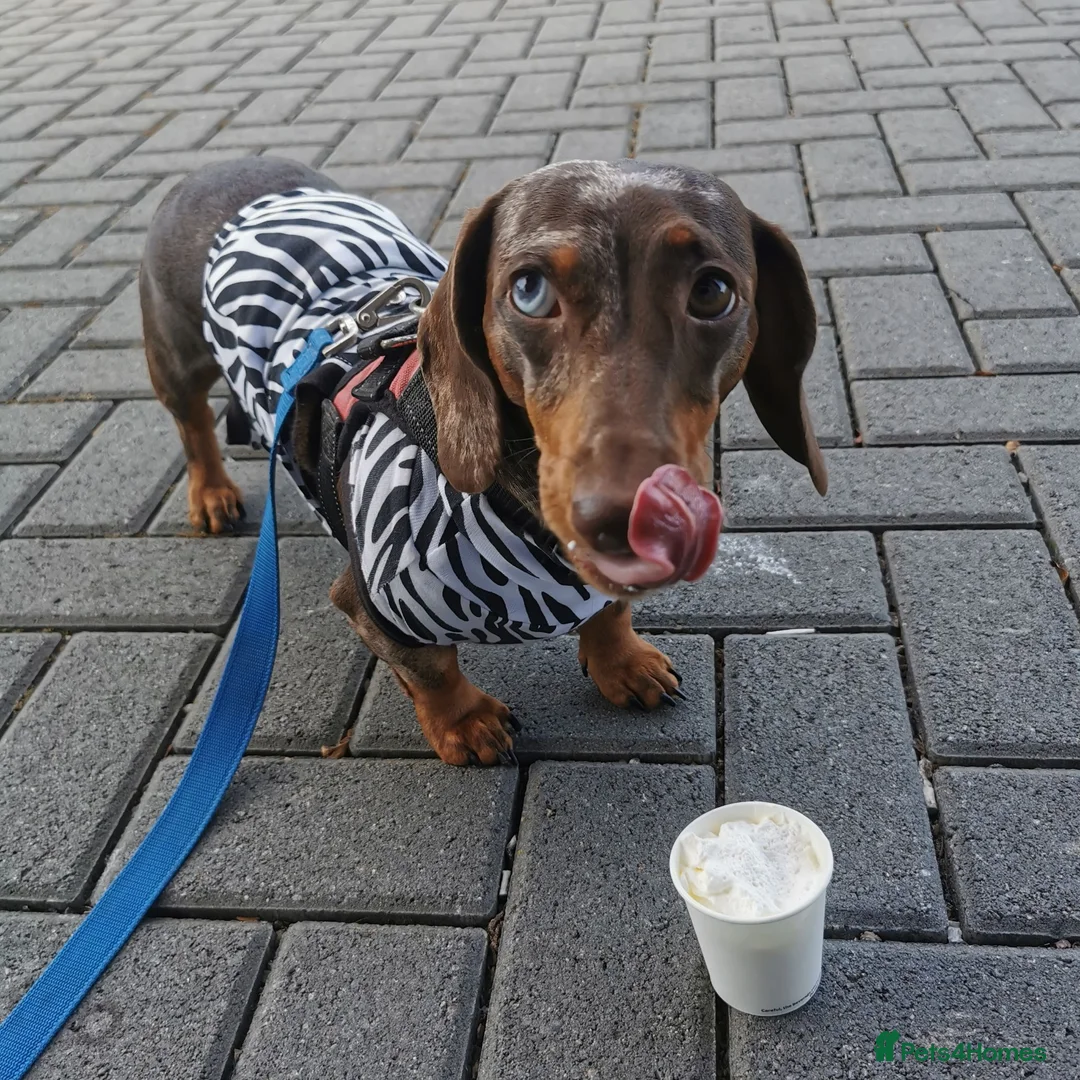 Dachshund dogs for sale: Dachshund girl 4y looking for best loving home - Advert 1