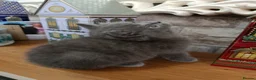 British Shorthair cats for sale: Beautiful kittens - Advert 2