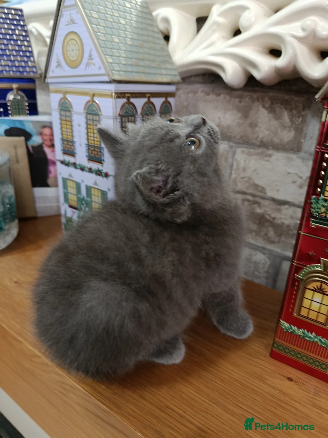 British Shorthair cats for sale: Beautiful kittens - Advert 2