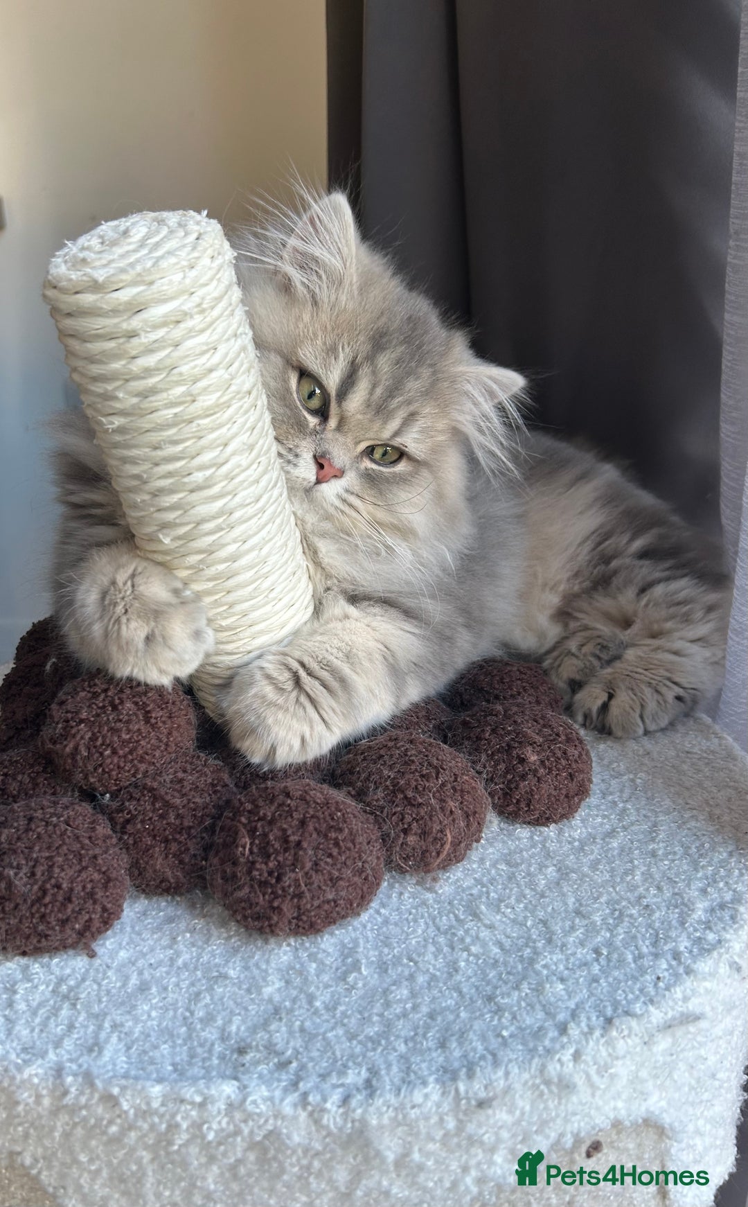 British Longhair cats for sale: Blue golden British long hair  - Advert 1