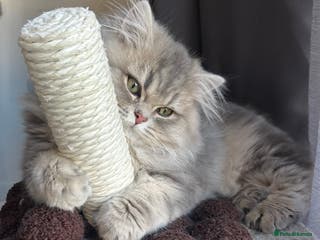 British Longhair cats Blue golden British long hair - Advert 4