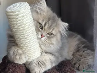 British Longhair cats Blue golden British long hair - Advert 13