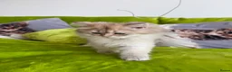 British Longhair cats for sale: Pure Bread British Longhair and Shorthair kittens - Advert 18