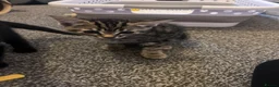 Mixed Breed cats for sale: 3 kittens for sale in Barnsley - Advert 10