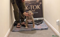 American Bully dogs for sale: GrCh Big Bounty x TIKTOK litter - Image 6