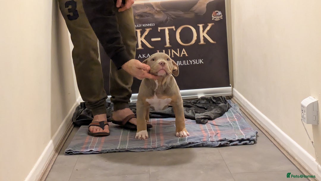 American Bully dogs for sale: GrCh Big Bounty x TIKTOK litter - Image 6