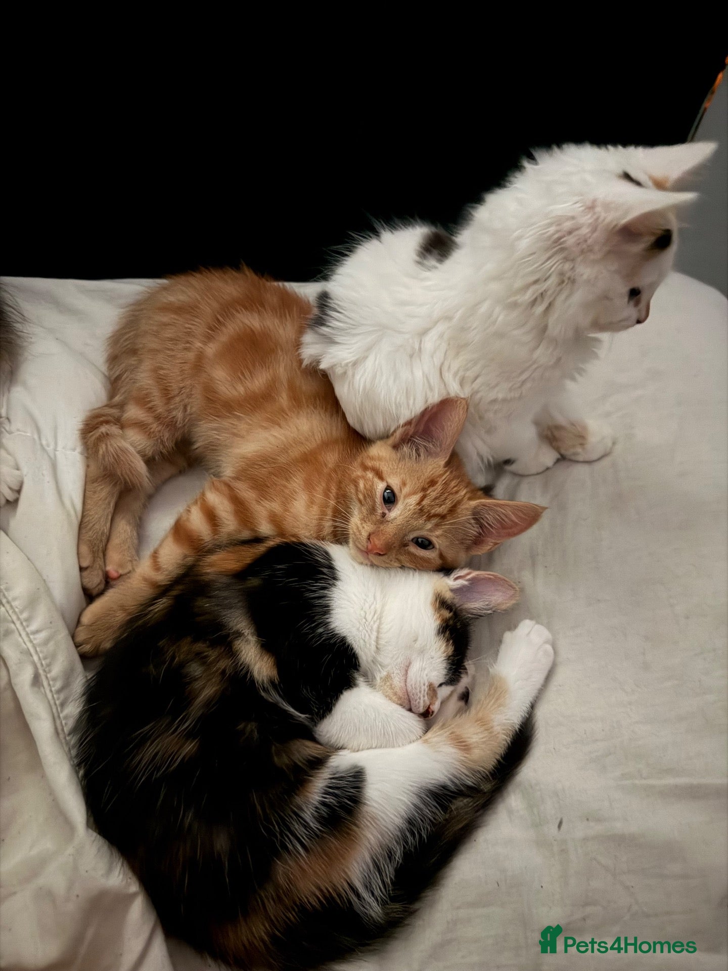 Mixed Breed cats Mixed Breed Kittens 1 M 3 F - Advert 1