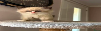 Ragdoll Kitten 1