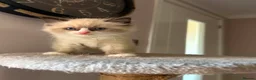 Ragdoll cats for sale: Beautiful Ragdoll Kittens Ready Soon 🐾 - Advert 11