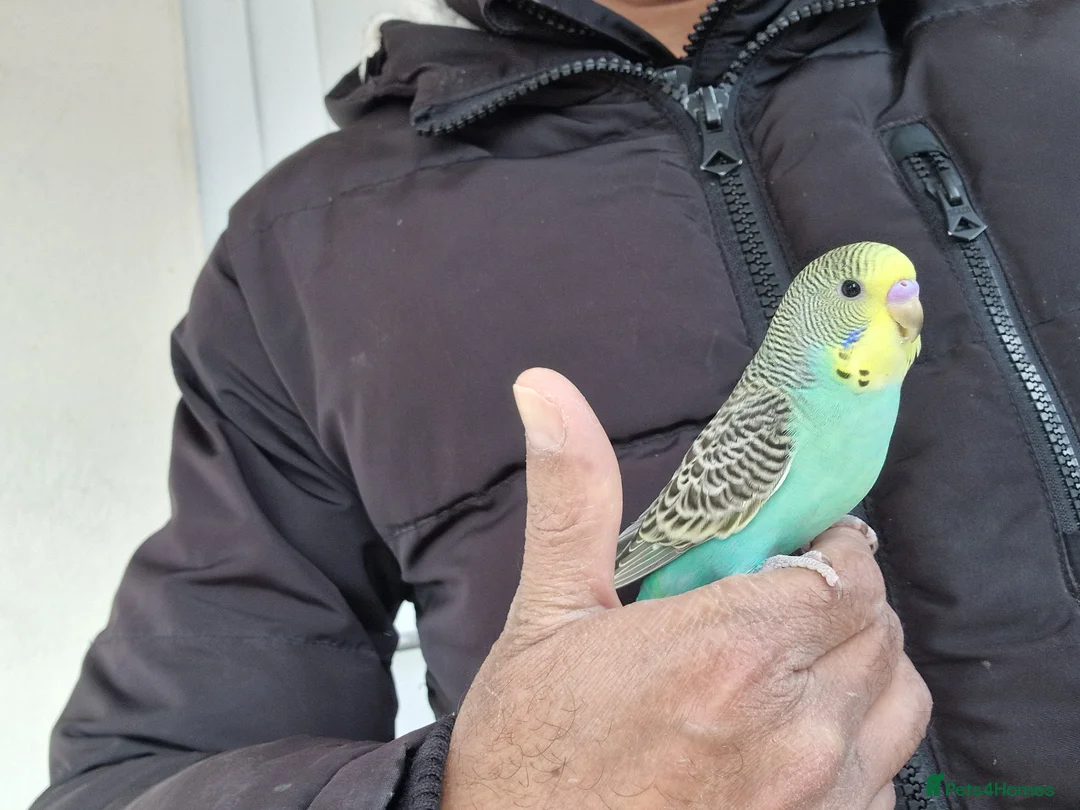 Budgerigars birds for sale: Super hand tamed baby budgies  - Advert 16