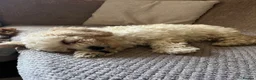 Maltipoo dogs for sale: Pure Maltipoo Puppies   - Advert 3