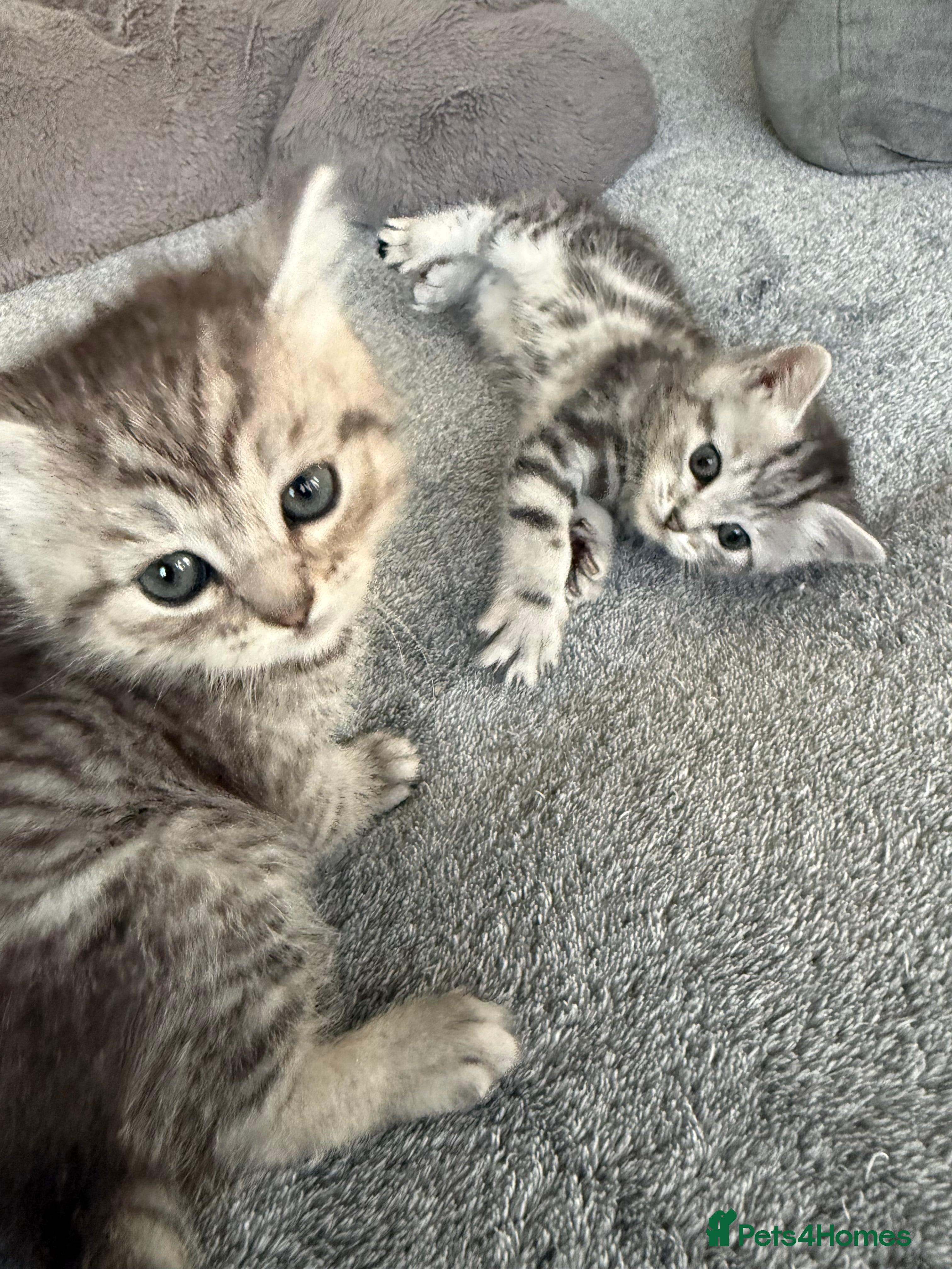 Mixed Breed cats Kittens for sale  - Advert 1