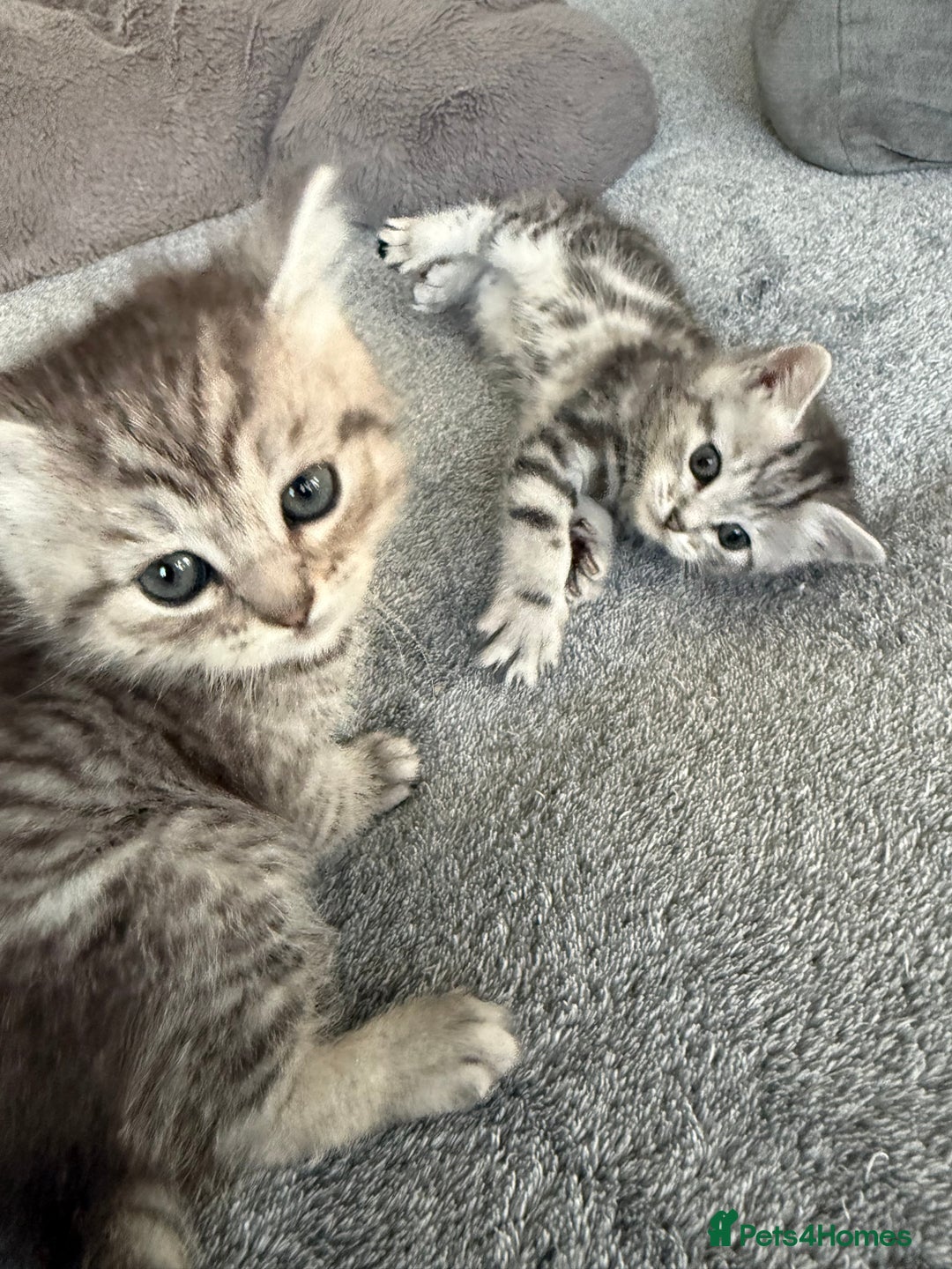 Mixed Breed cats for sale: Kittens for sale  - Advert 1
