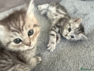 Mixed Breed cats Kittens for sale - Advert 1