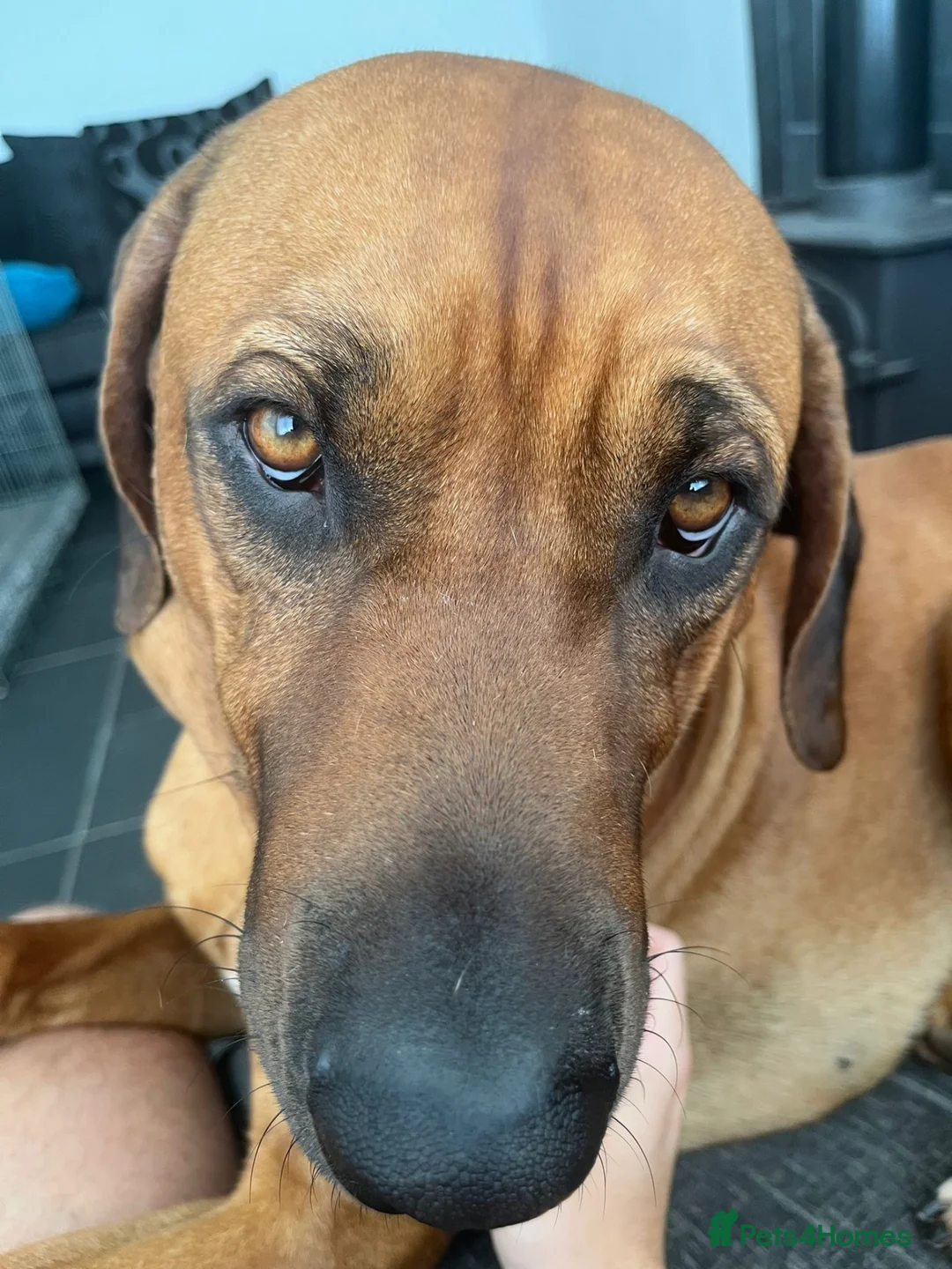 Rhodesian Ridgeback dogs for sale: Stunning girl - Advert 8