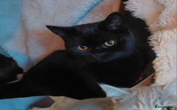 British Shorthair cats for sale: Beautiful black pedigree british shorthairs - Image 9