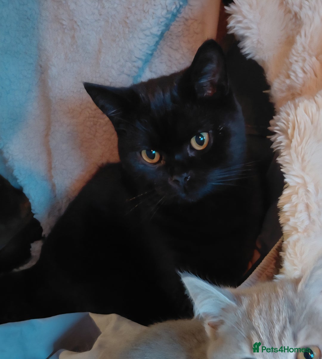 British Shorthair cats for sale: Beautiful black pedigree british shorthairs - Image 9