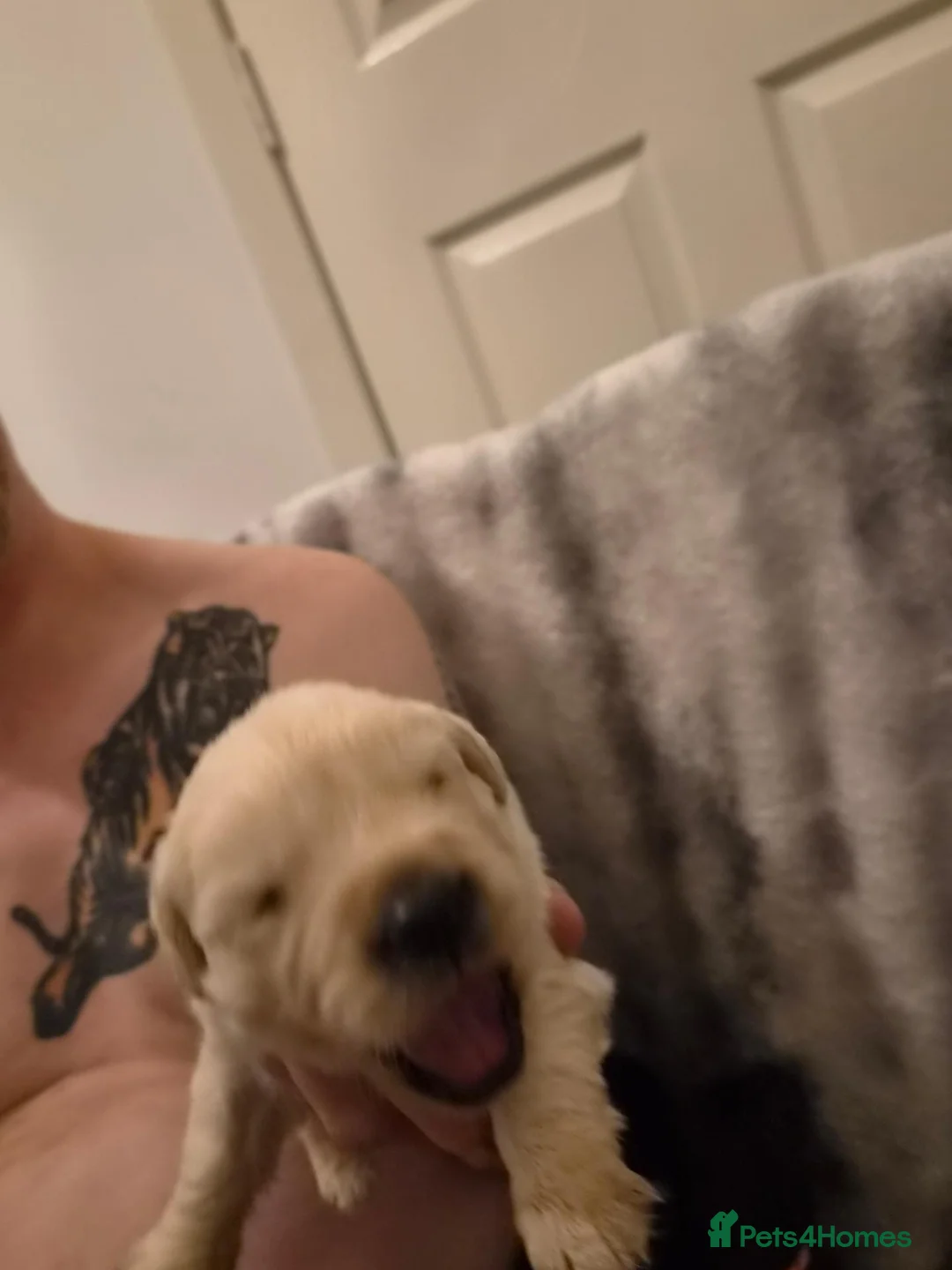 Golden Retriever dogs for sale: Kc registered golden retriever pup last of litter in Brechin - Advert 5