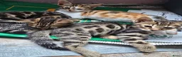 Mixed Breed cats for sale: Beautiful Bengal × British Shorthair Kittens - Advert 21