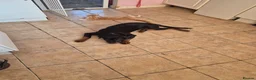 Rottweiler dogs for sale: 6 month old female rotty - Advert 3