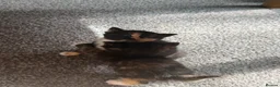 Mixed Breed cats for sale: Beautiful Kittens Looking for Their Forever Homes in Gillingham - Advert 6