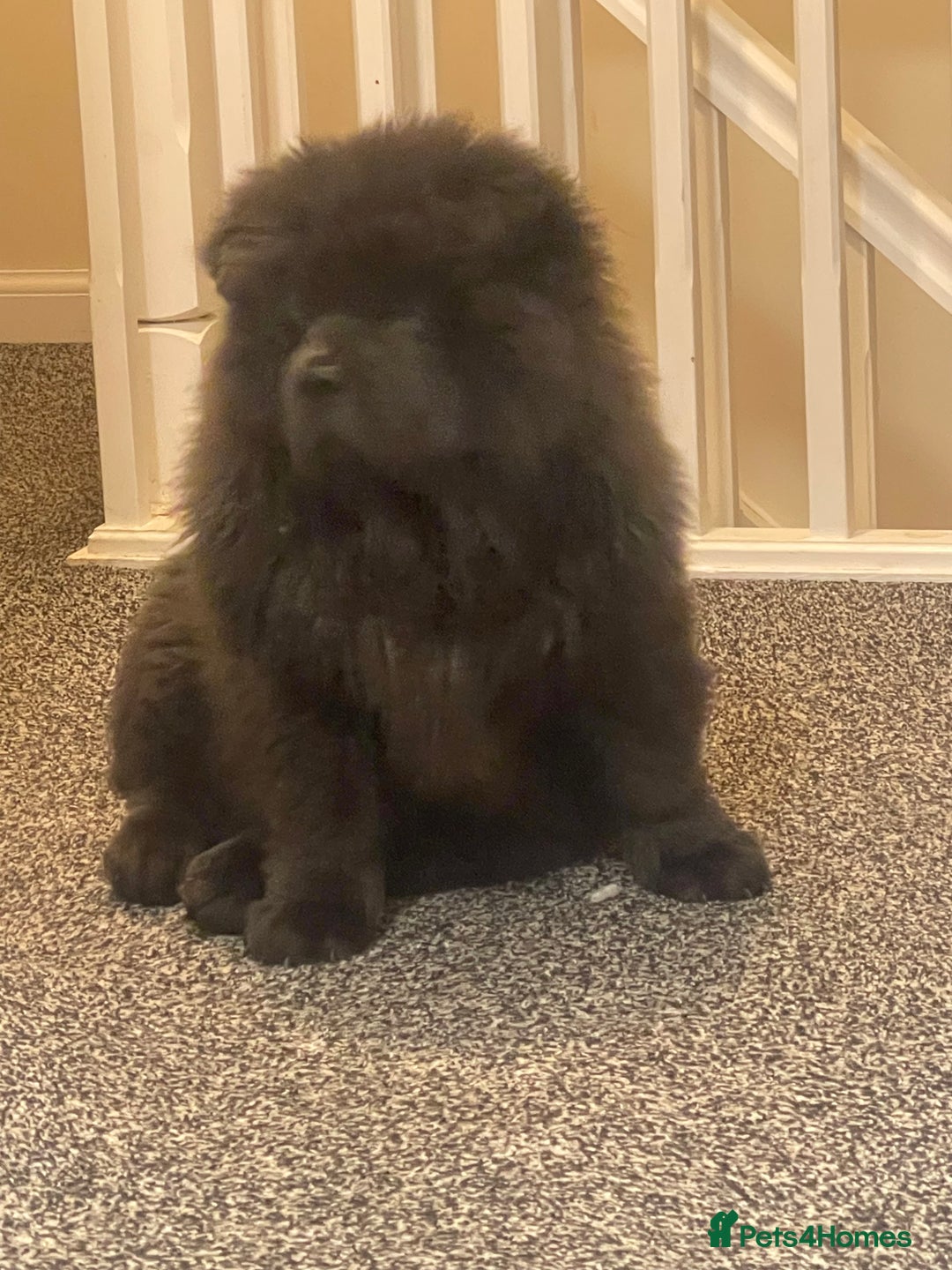 Chow Chow dogs for sale: 4 month old male Chow Chow  - Image 2