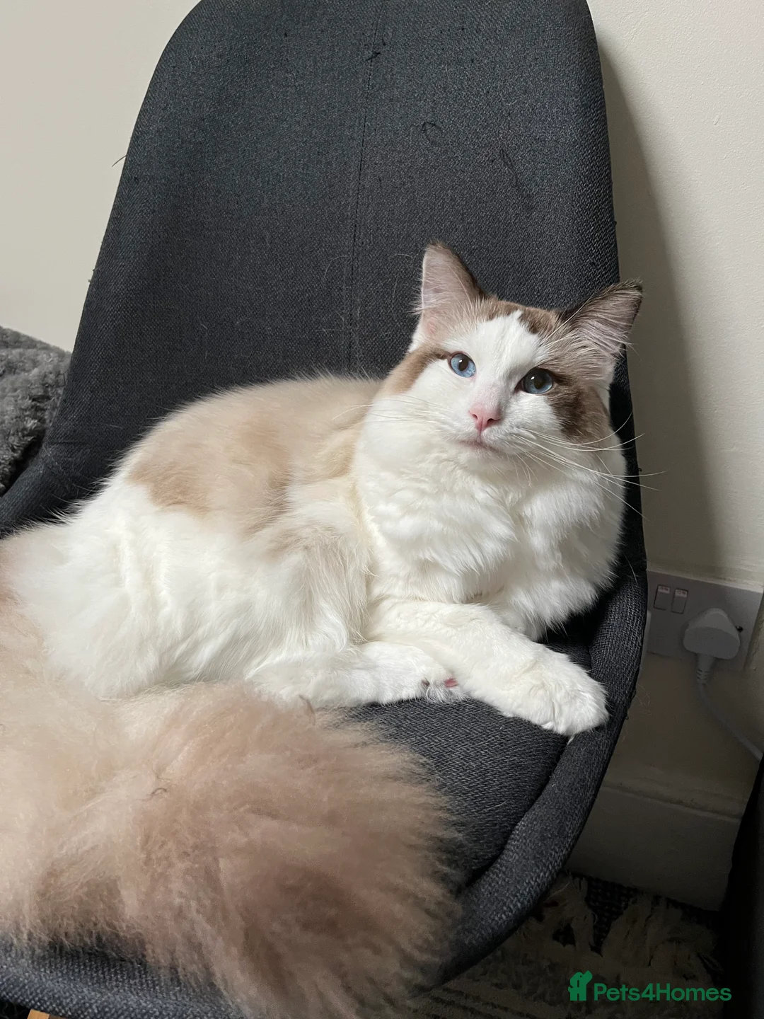 Ragdoll cats for stud: Beautiful Ragdoll available for stud in Liverpool - Advert 2