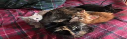 Mixed Breed cats for sale: 3 friendly and fluffy male kittens  - Advert 1