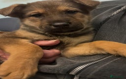 Mixed Breed dogs for sale: German shepherd x Alaskan malamute - Image 6