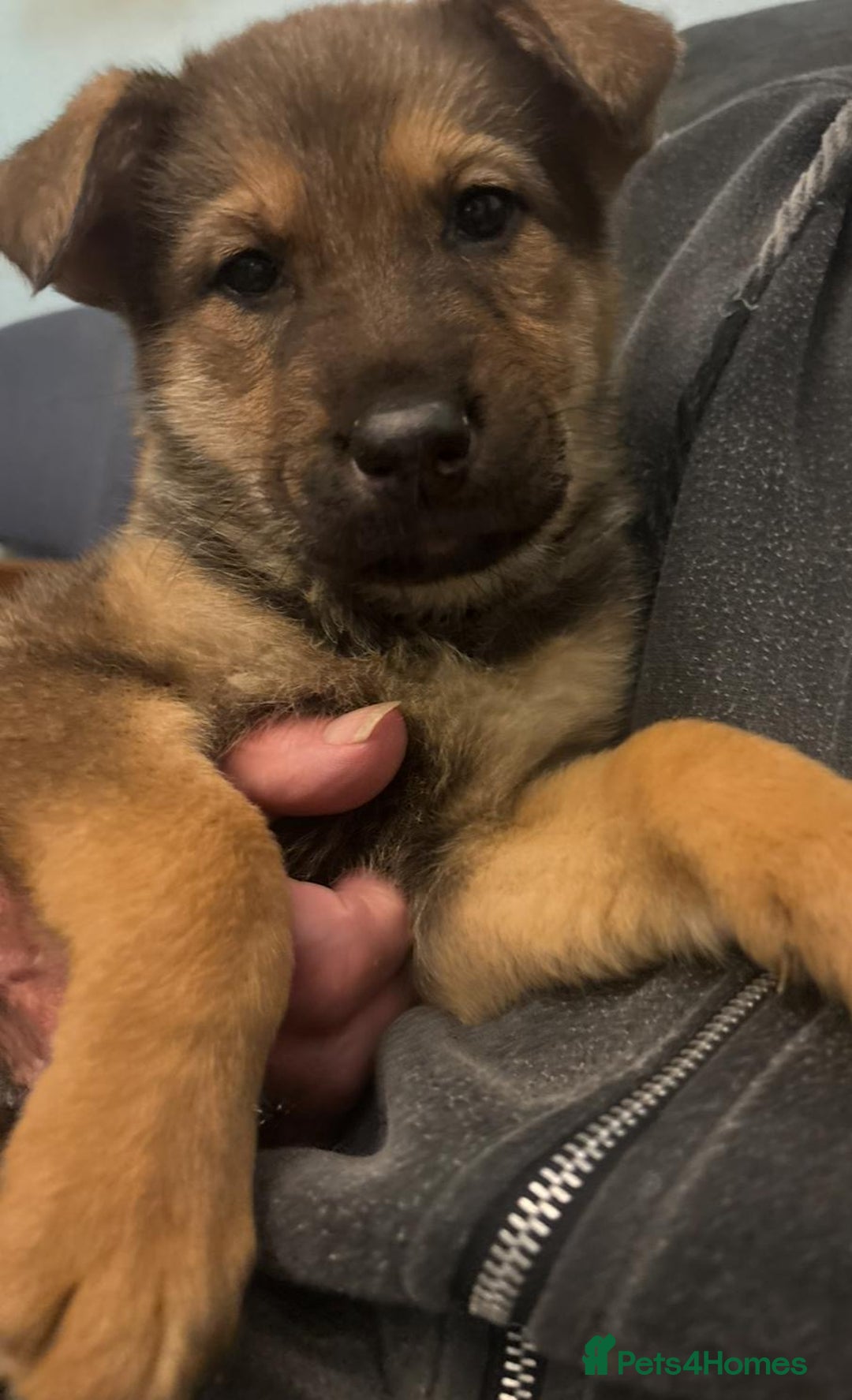 Mixed Breed dogs for sale: German shepherd x Alaskan malamute - Image 6