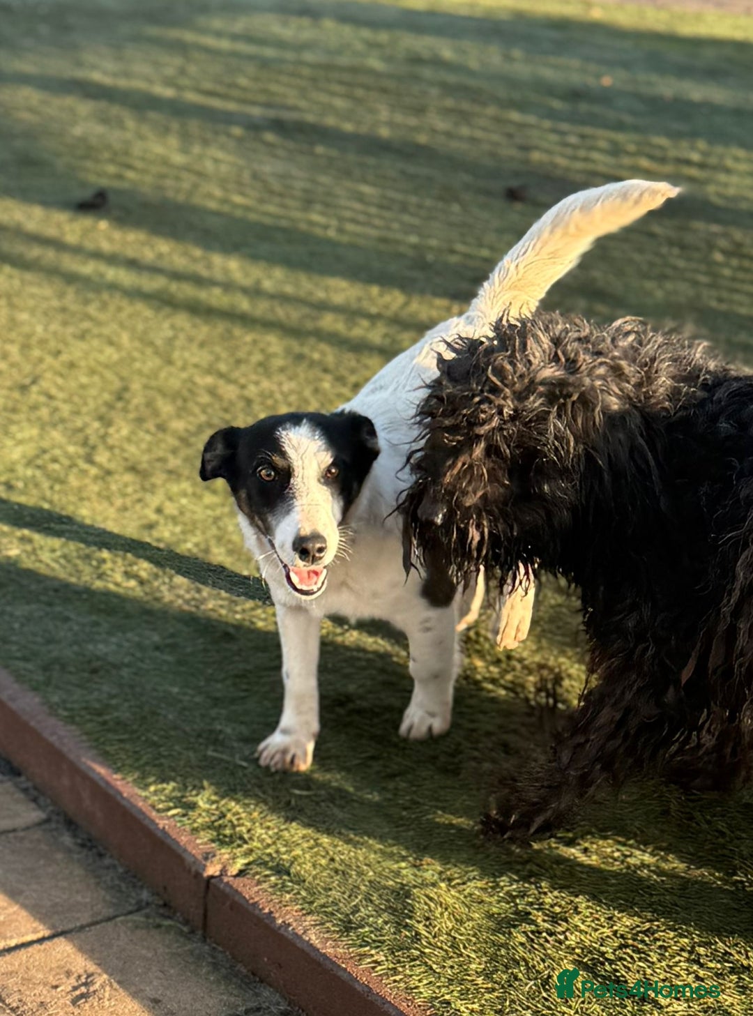 Mixed Breed dogs for adoption: Gorgeous little Andor looking for love - Advert 13