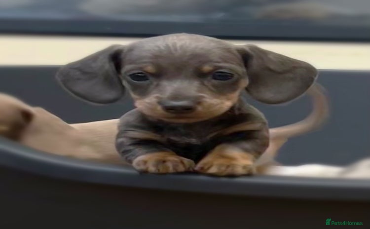 Miniature Dachshund dogs - Advert 1
