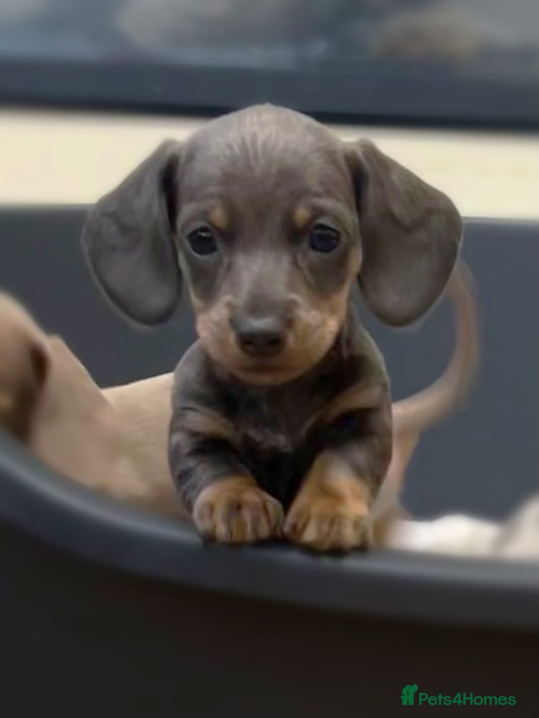 Miniature Dachshund dogs for sale: Perfecf kc true miniature dachshunds - Image 1