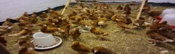 Chickens poultry for sale: Warren pullets - Advert 2