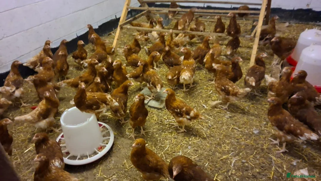 Chickens poultry for sale: Warren pullets - Advert 2