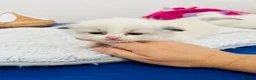 Ragdoll cats for sale: GCCF registered Ragdoll kitten  - Advert 2