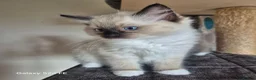 Ragdoll cats for sale: GCCF Reg. Ragdoll kittens, Champion lines - Advert 28