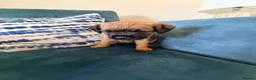Border Terrier dogs for sale: Border terrier puppies - Advert 11