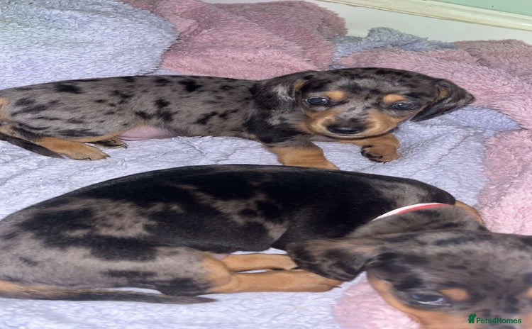 Dachshund dogs - Advert 1