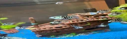 Cichlids fish for sale: XL polar parrot cichlids in Ebbw Vale - Advert 3
