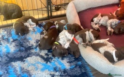 German Shorthaired Pointer dogs for sale: SENSEI-SAINTS German Shorthaired Pointers - Image 16