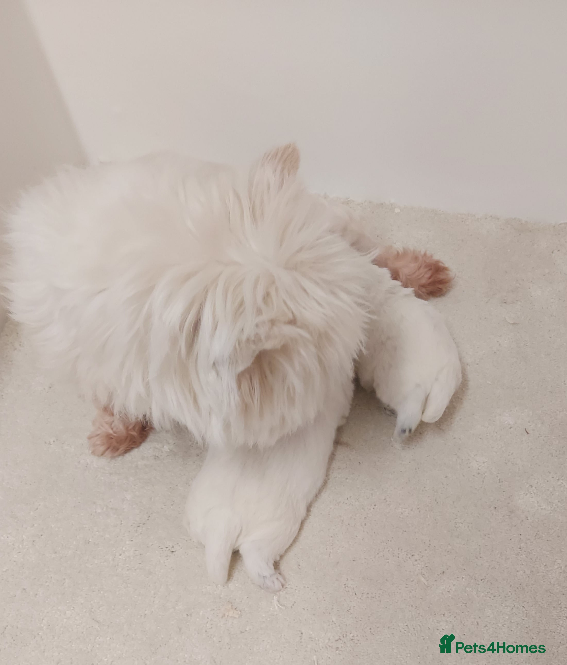 West Highland Terrier dogs Westie Pup  - Advert 1