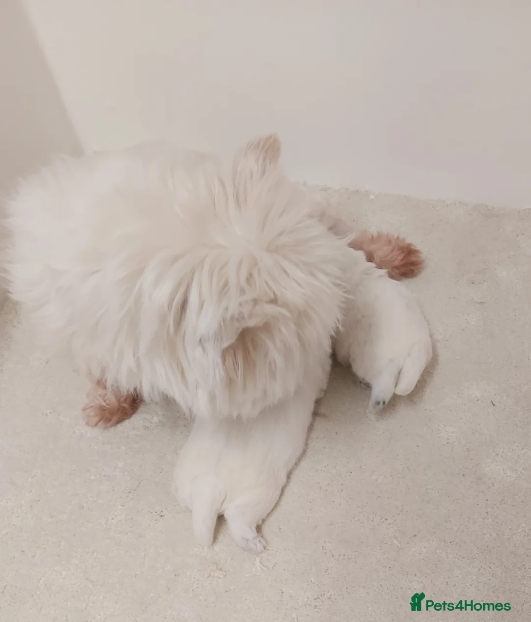 West Highland Terrier dogs for sale: Westie Pup  - Advert 1