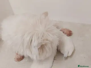 West Highland Terrier dogs Westie Pup - Advert 1