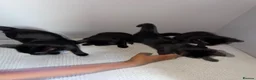 Domestic Shorthair cats for sale: Three kittens for sale  - Advert 2