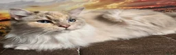 Ragdoll cats for sale: Beautiful TICA Registered Ragdoll Kittens  - Advert 6
