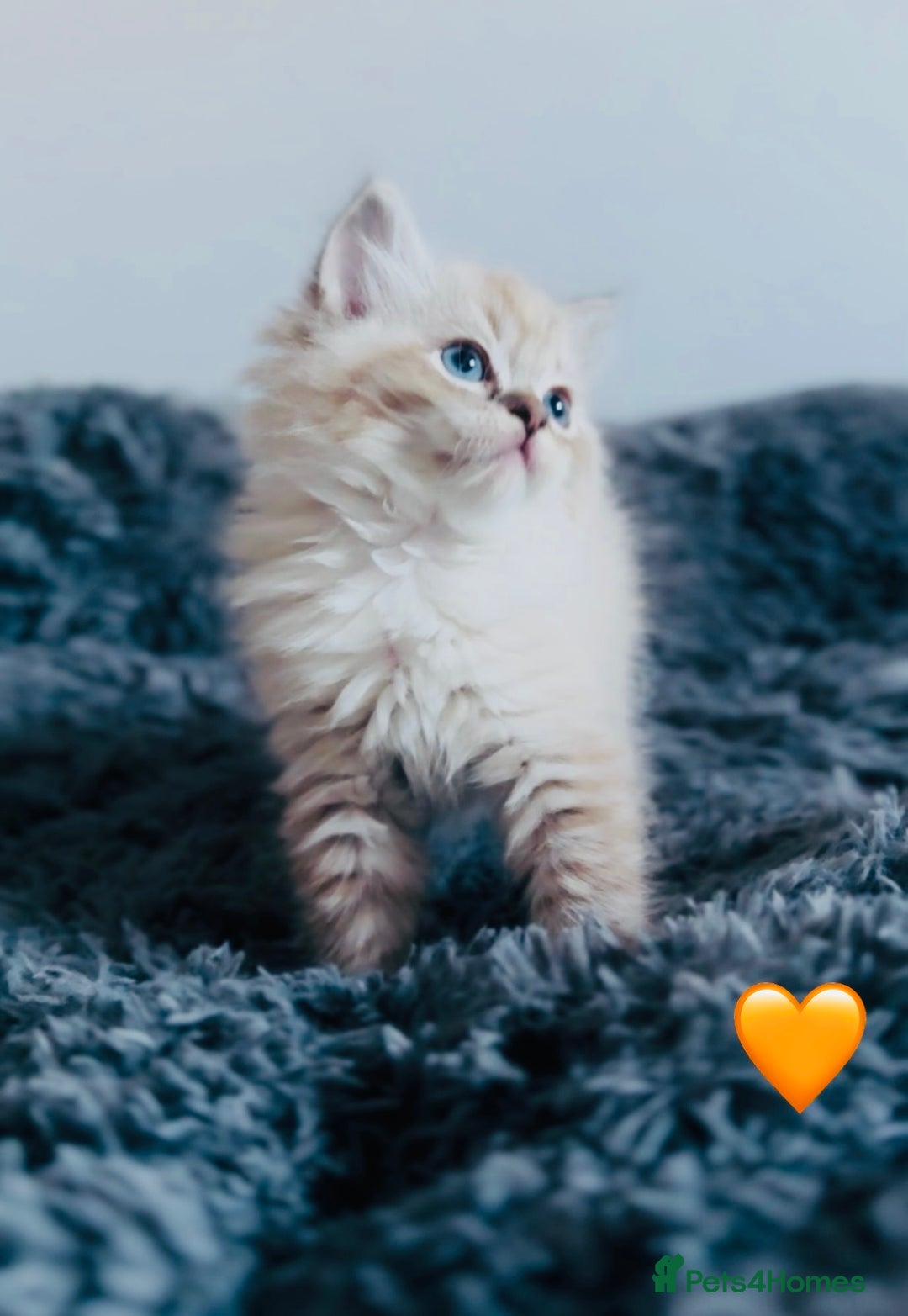 Ragdoll cats for sale: 🩷🐾Tica full Pedigree🐾EU Ragdoll 🐱🐾DNA Clear - Advert 20
